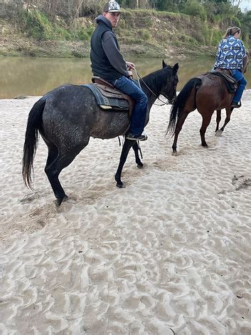 bella ranch horseback riding|bella ranch horseback riding facebook.